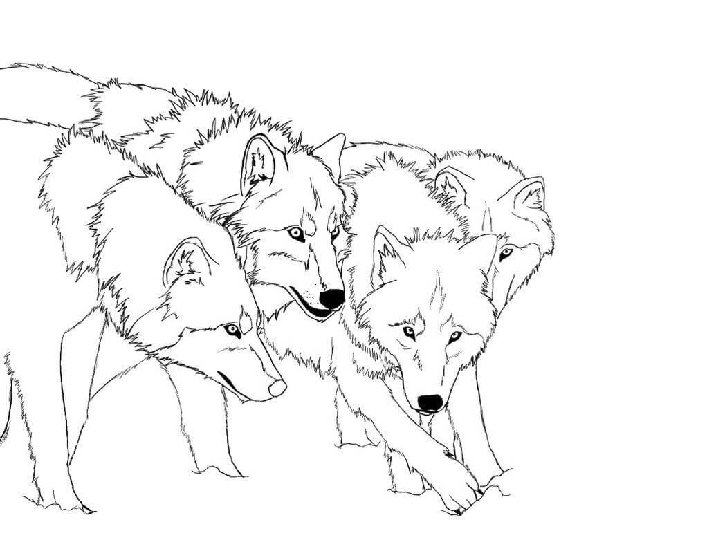 Quatro Lobo para colorir