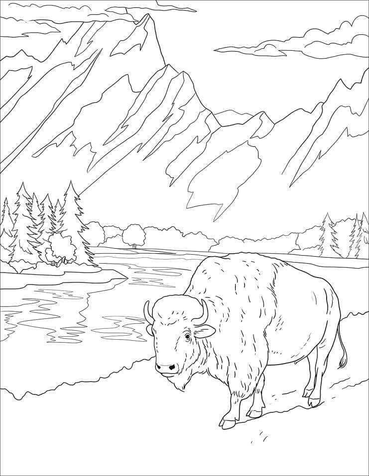 Desenhos de Bisão Selvagem para colorir