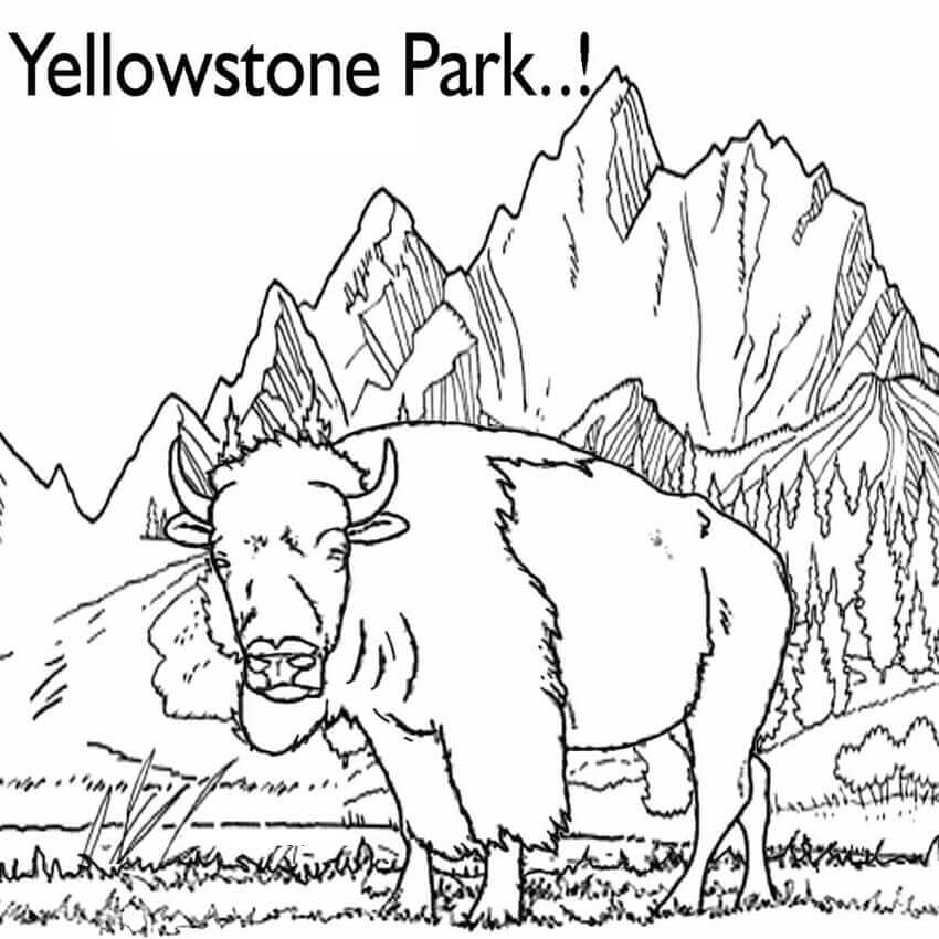 Desenhos de Bisão do Parque de Yellowstone para colorir