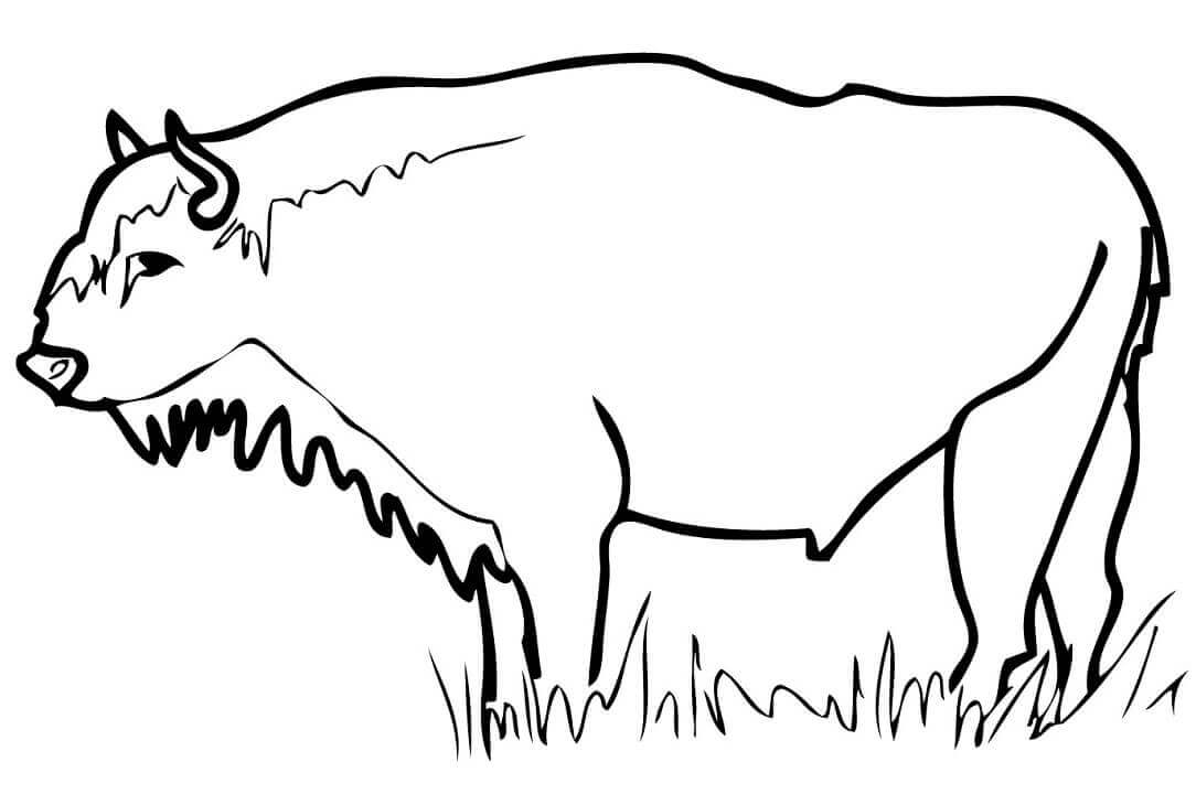 Bisonte Europeu Wisent para colorir