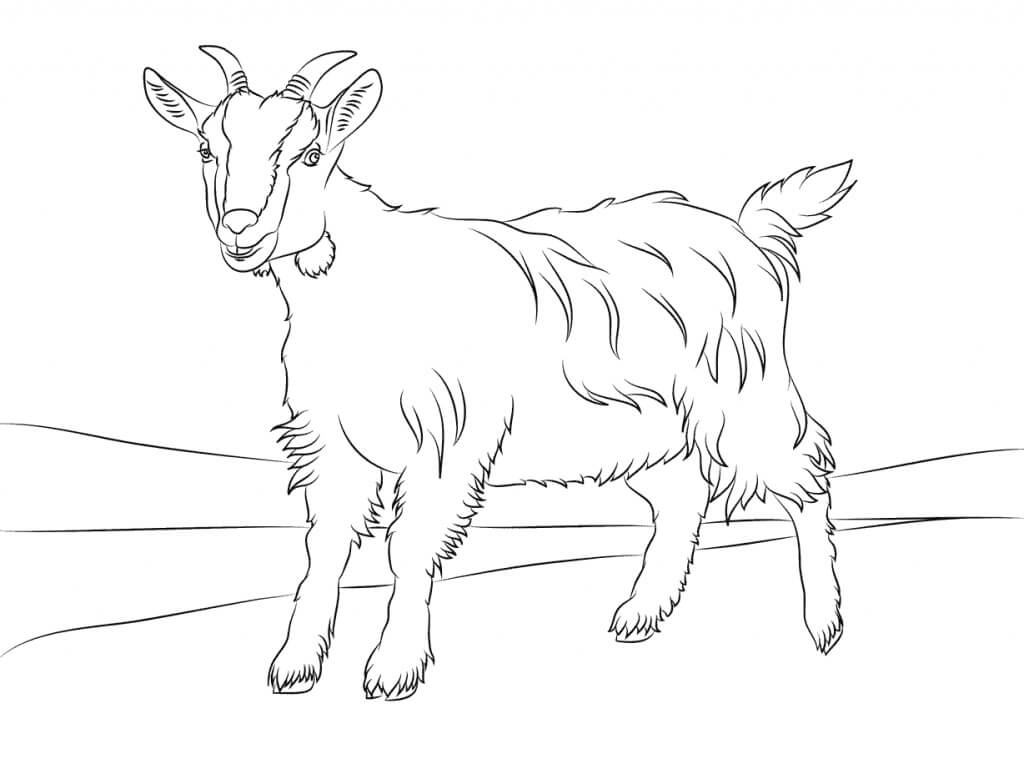 Desenhos de Cabra Simples para colorir