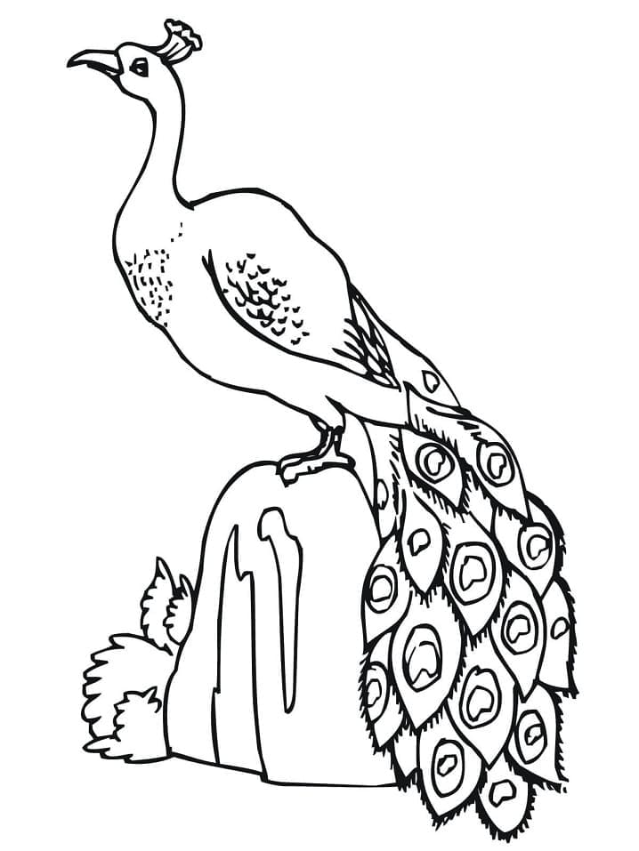 Desenhos de Desenhar imagem de pavão para colorir