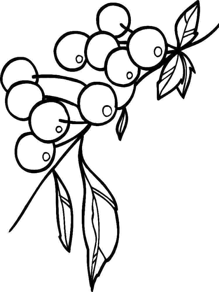 Desenhe Cereja para colorir