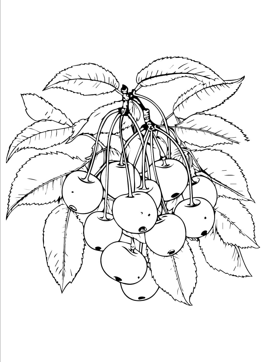 Desenhe cereja grátis para crianças para colorir