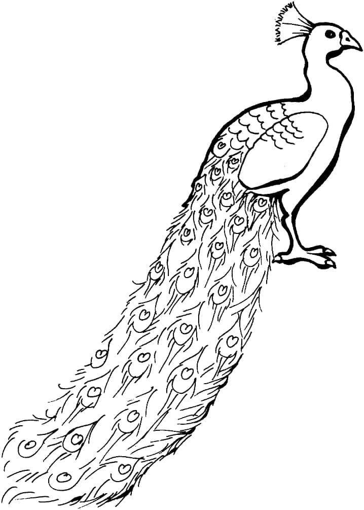 Desenhos de Desenhe o Pavão 4 para colorir