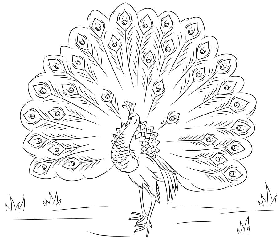 Desenhos de Desenhe o pavão para colorir
