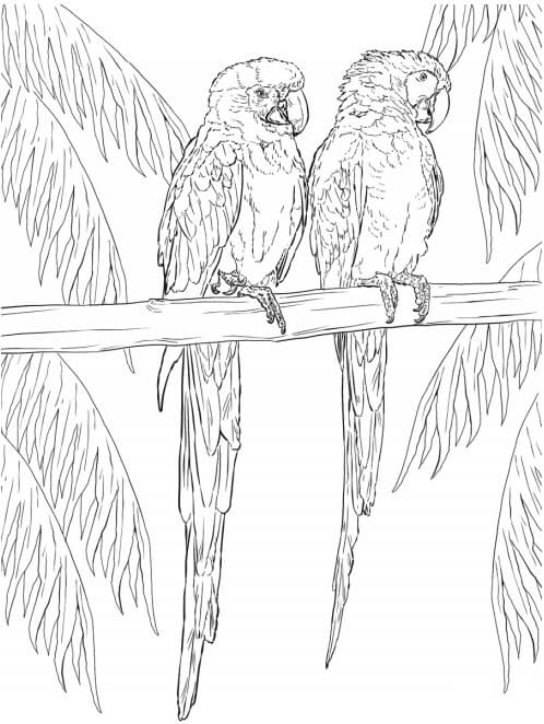 Dois Papagaios de Arara para colorir