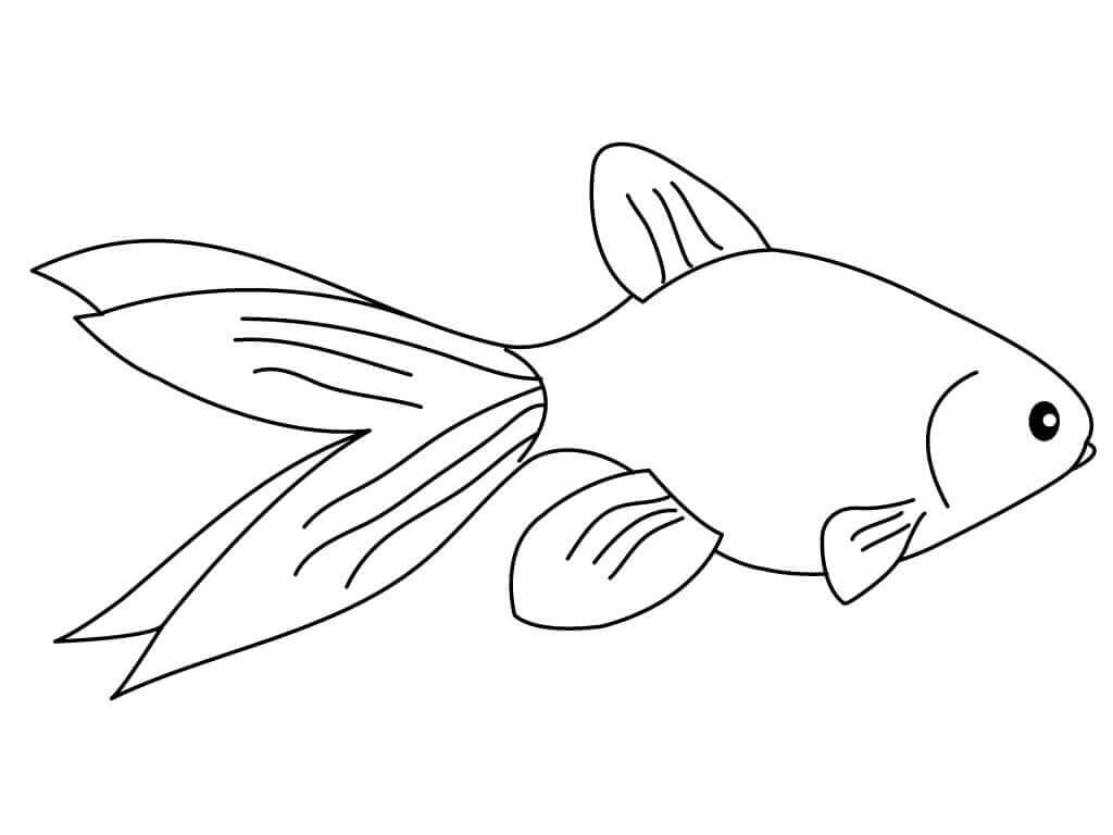 Goldfish Normal para colorir
