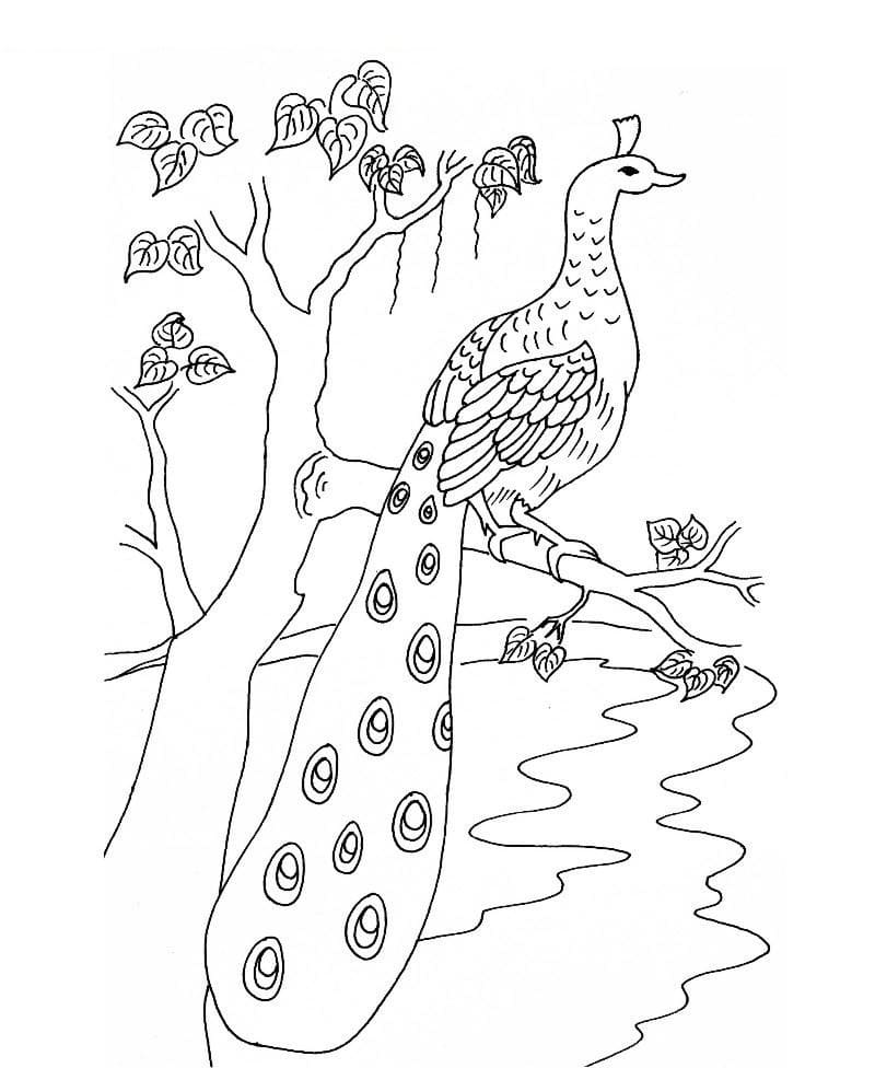 Desenhos de Imagem de pavão para colorir