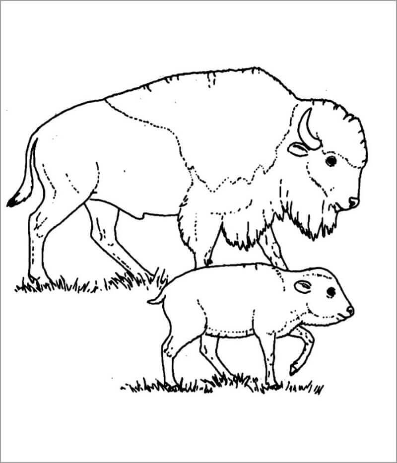 Desenhos de Mãe e Bebê Bisonte para colorir