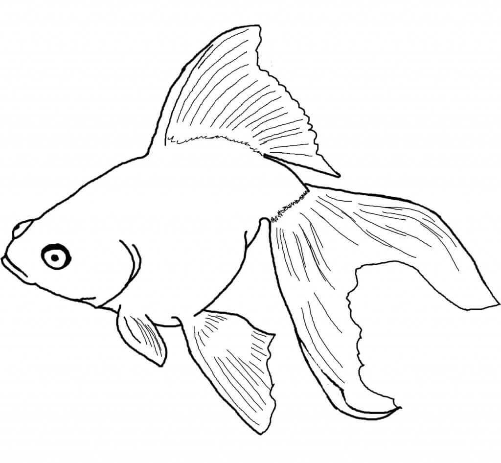 Desenhos de Natação Peixe Dourado para colorir