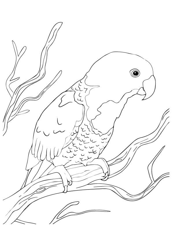 O Papagaio azul Naped para colorir