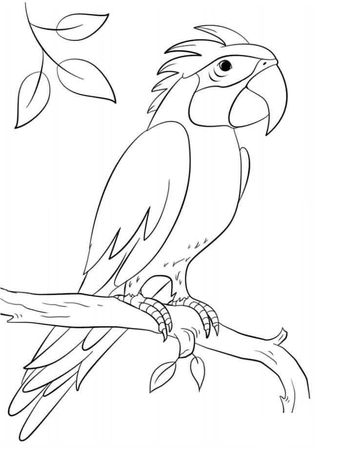 Desenhos de Papagaio Sisserou no Galho para colorir