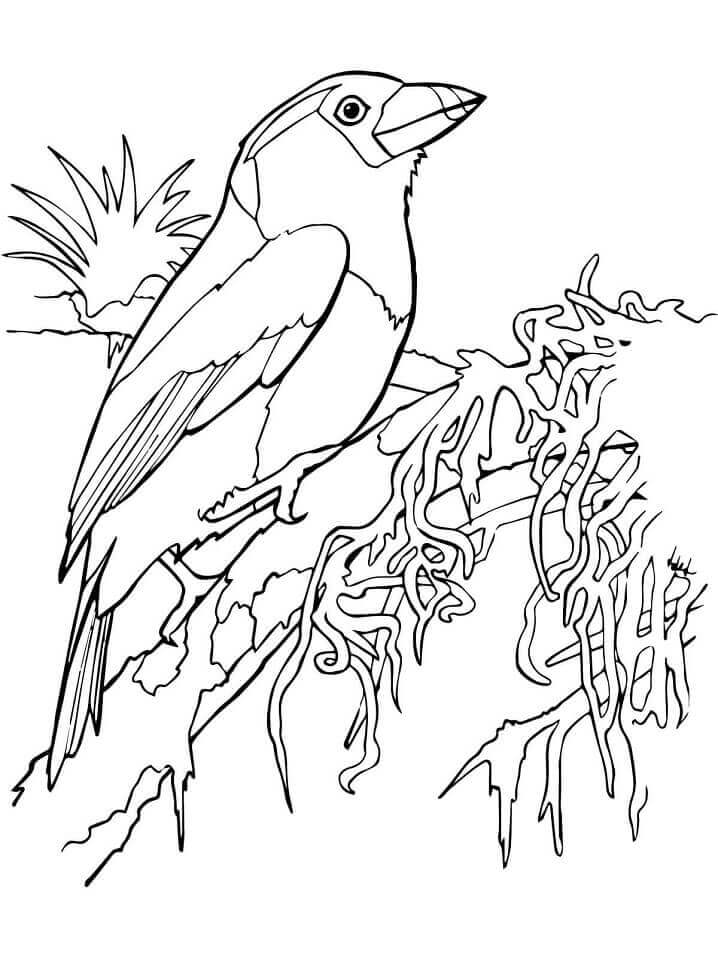 Desenhos de Tucan Barbet para colorir