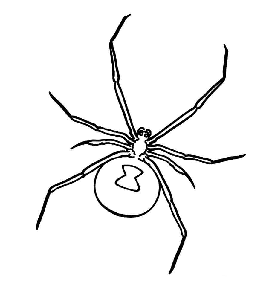 Desenhos de A Aranha está de Volta para colorir