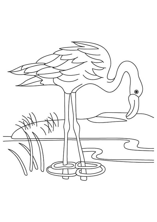 Água potável Flamingo para colorir