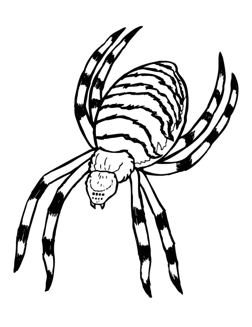 Desenhos de Aranha Assustadora para colorir