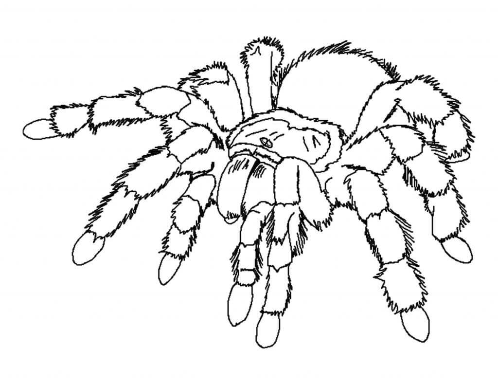 Desenhos de Aranha Normal para colorir