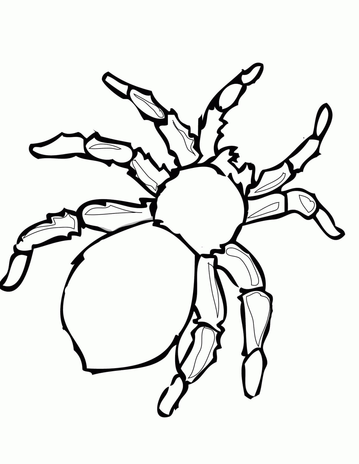 Aranha Simples para colorir