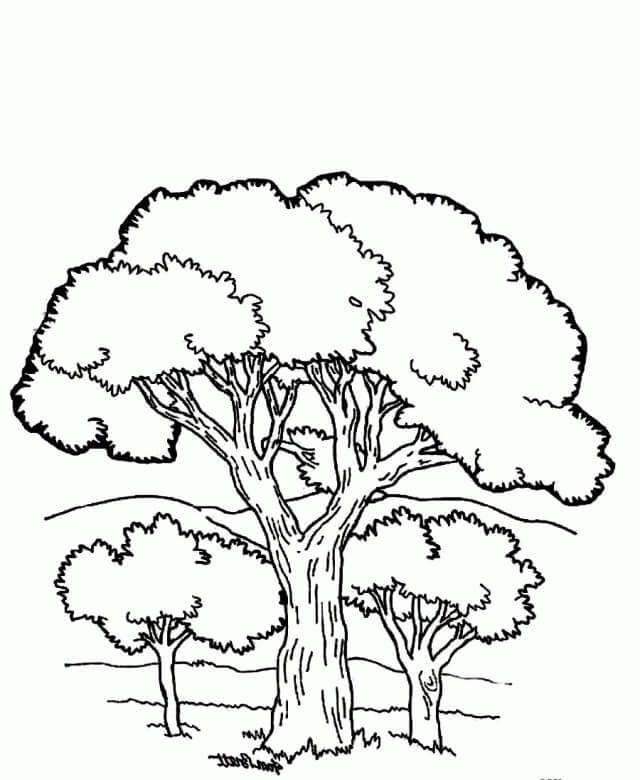 Desenhos de Aspecto da Árvore para colorir