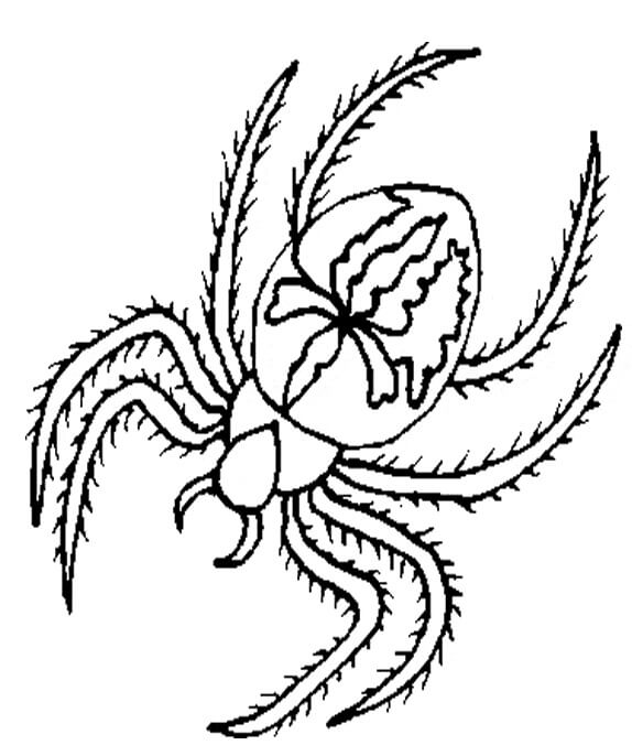 Desenhos de Bela Aranha para colorir