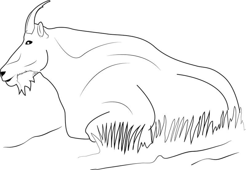Desenhos de Cabra da montanha Relaxando para colorir