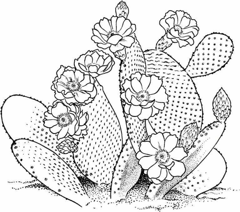 Desenhos de Cacto em Flor para colorir