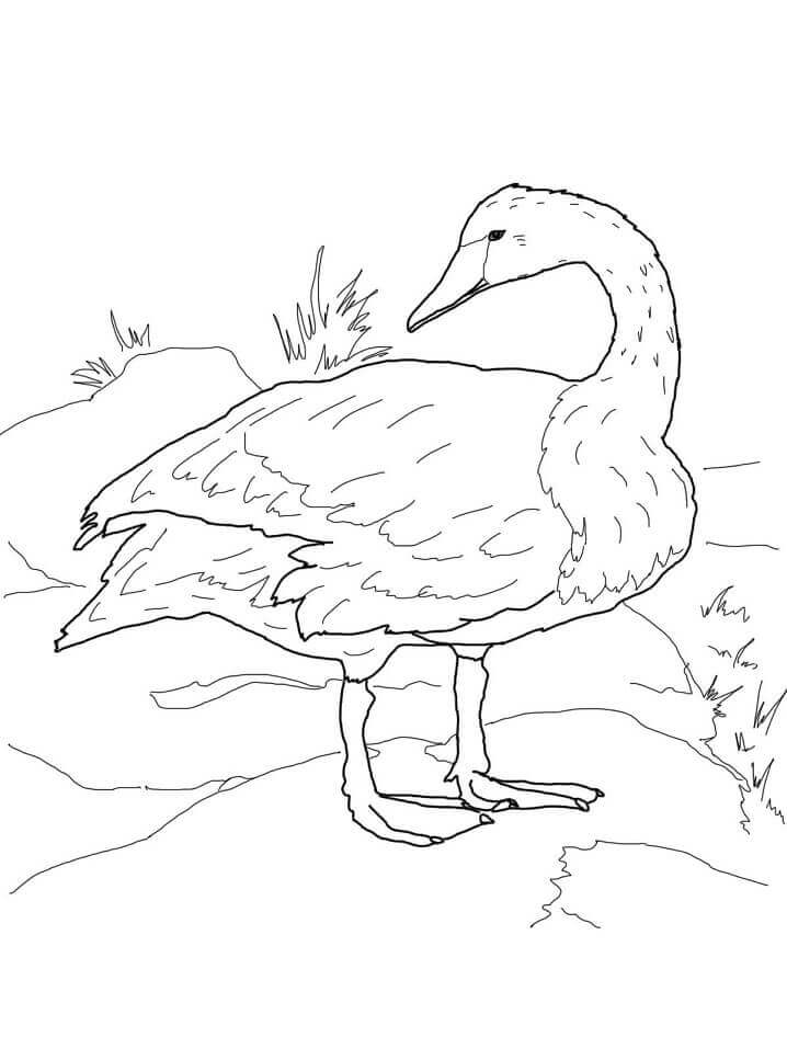 Cisne de Trompetista na Costa para colorir