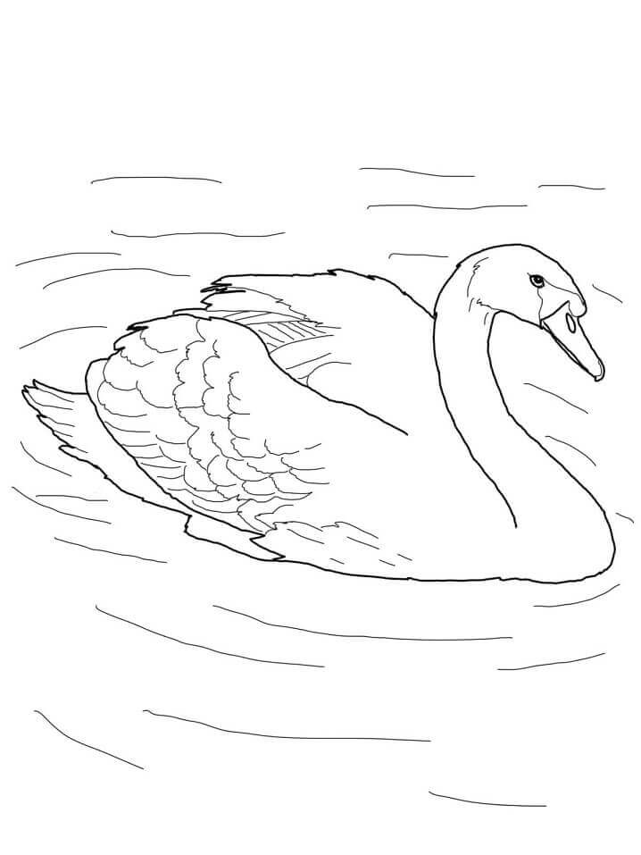 Desenhos de Cisne mudo em uma Lagoa para colorir