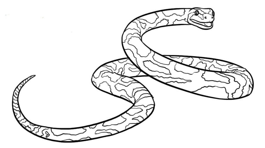 Desenhos de Cobra Básica para colorir