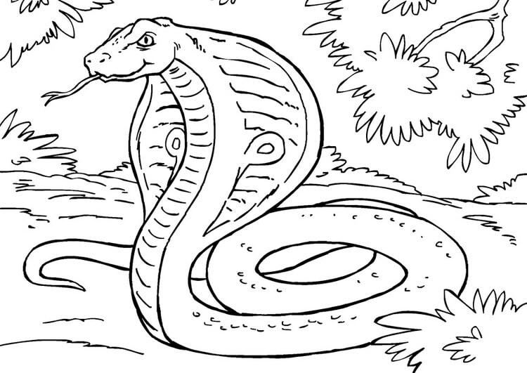 Desenhos de Cobra Imprimível para colorir