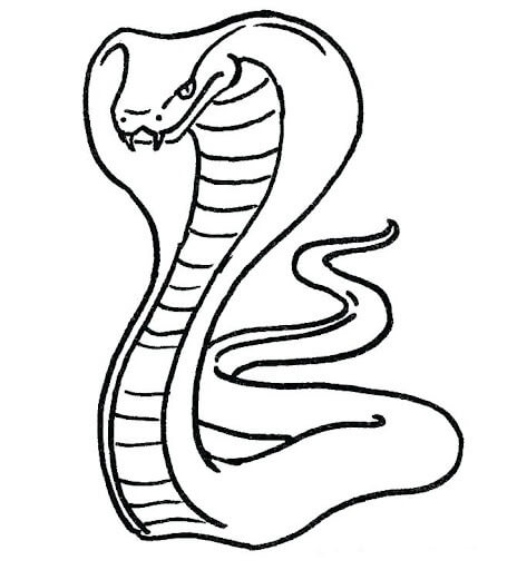 Desenhos de Cobra Linda para colorir