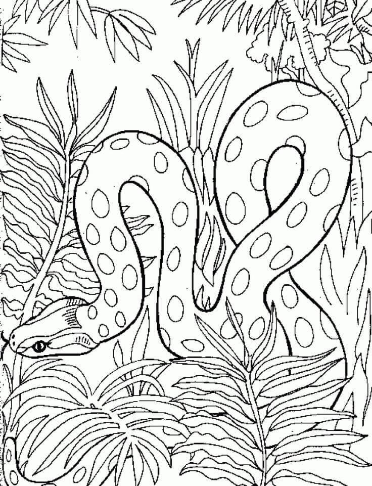 Desenhos de Cobra na Selva para colorir