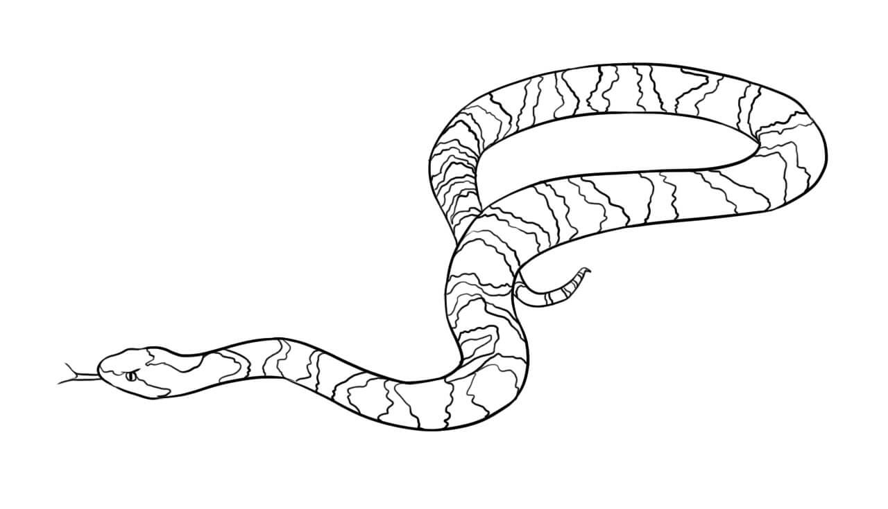 Cobra Simples para colorir