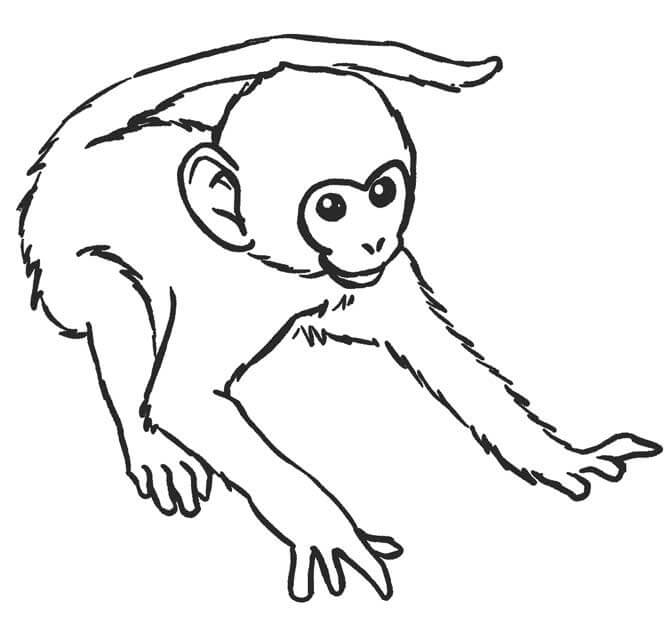 Desenhos de Desenhando Macaco para colorir
