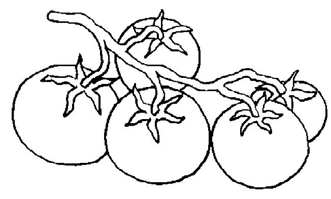 Desenho de Quatro Tomates para colorir