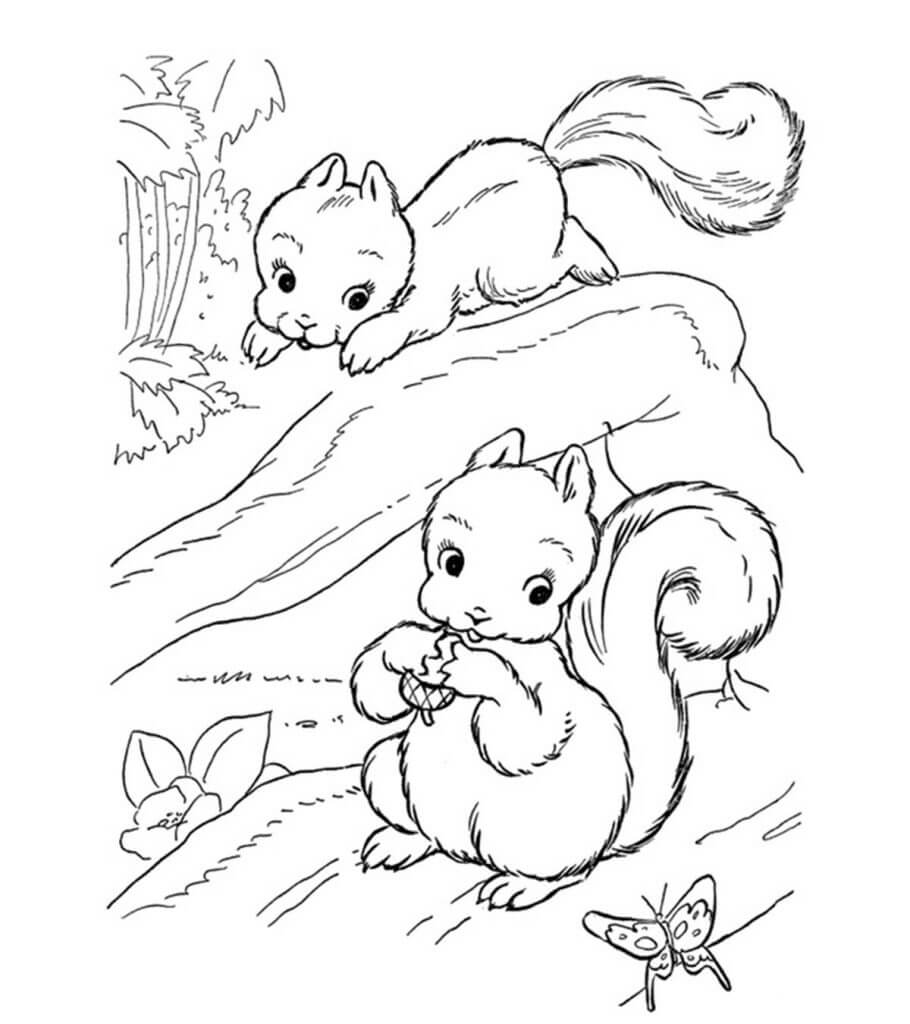 Desenhos de Esquilo para Colorir