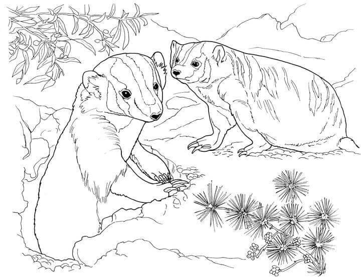 Desenhos de Dois Texugos na Selva para colorir