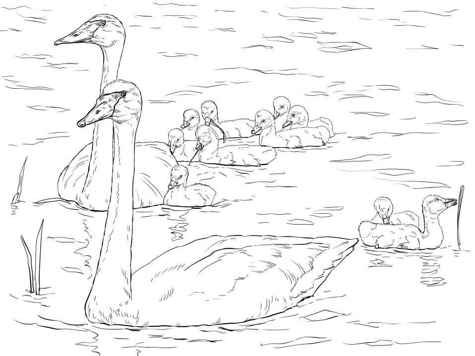 Família dos Cisnes de Trompetista para colorir