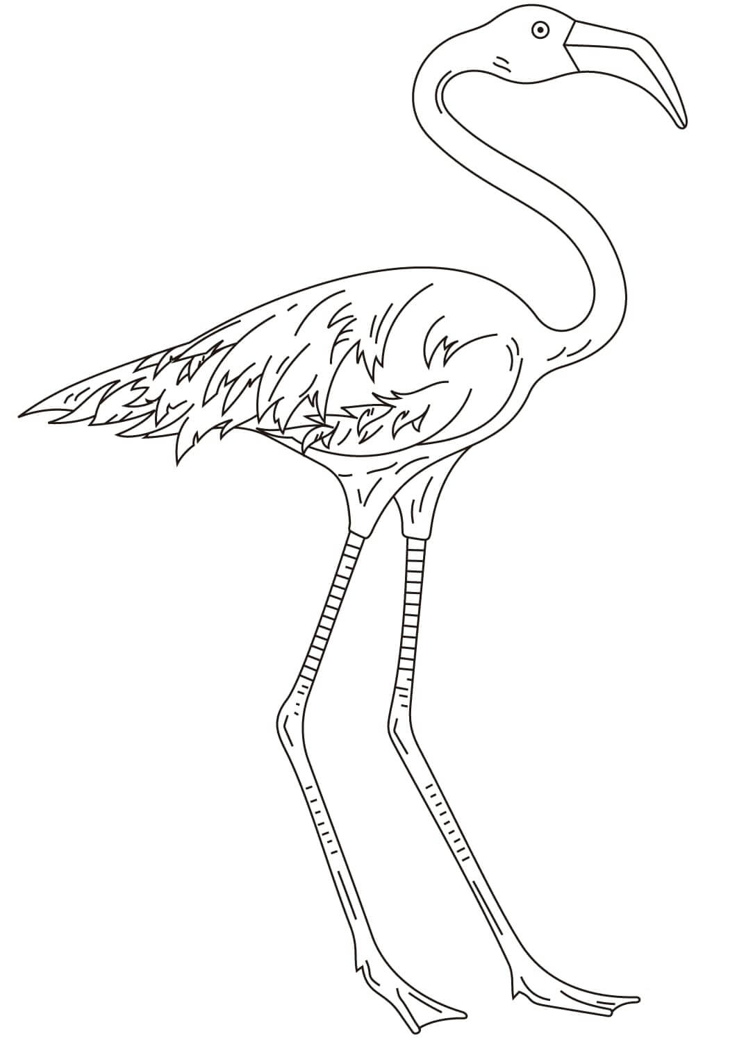 Flamingo de Pernas Compridas para colorir