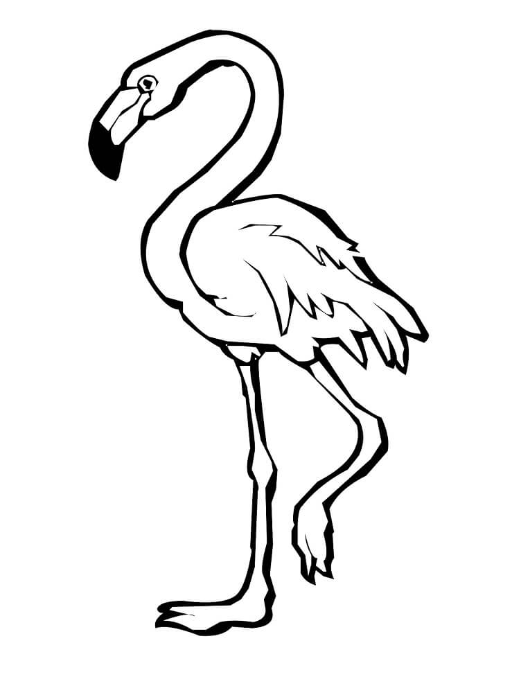Flamingo Regular para colorir