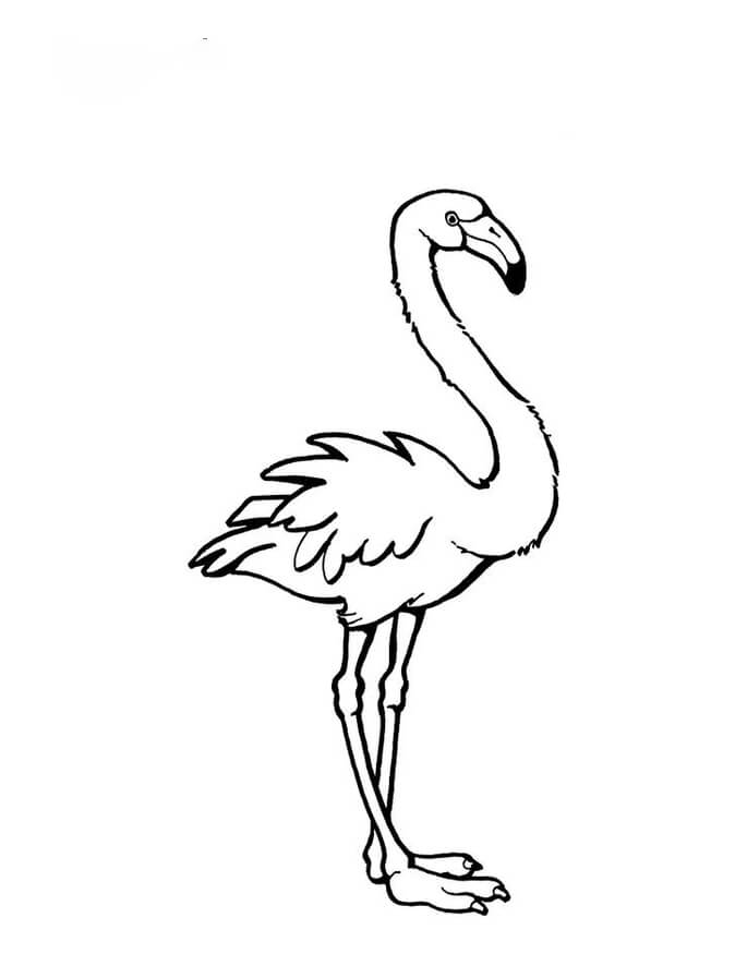 Flamingo Rosa para colorir