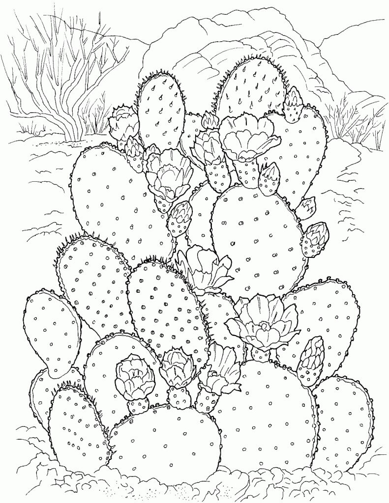 Desenhos de Lindo Cacto para colorir