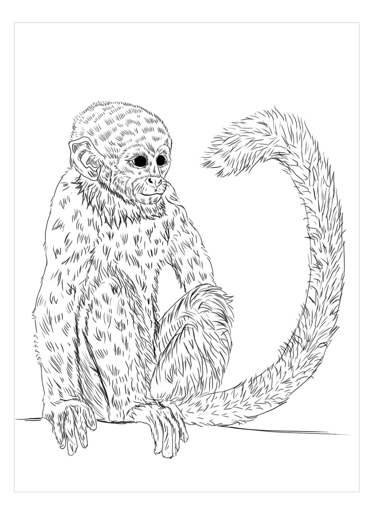 Desenhos de Macaco Agradável para colorir