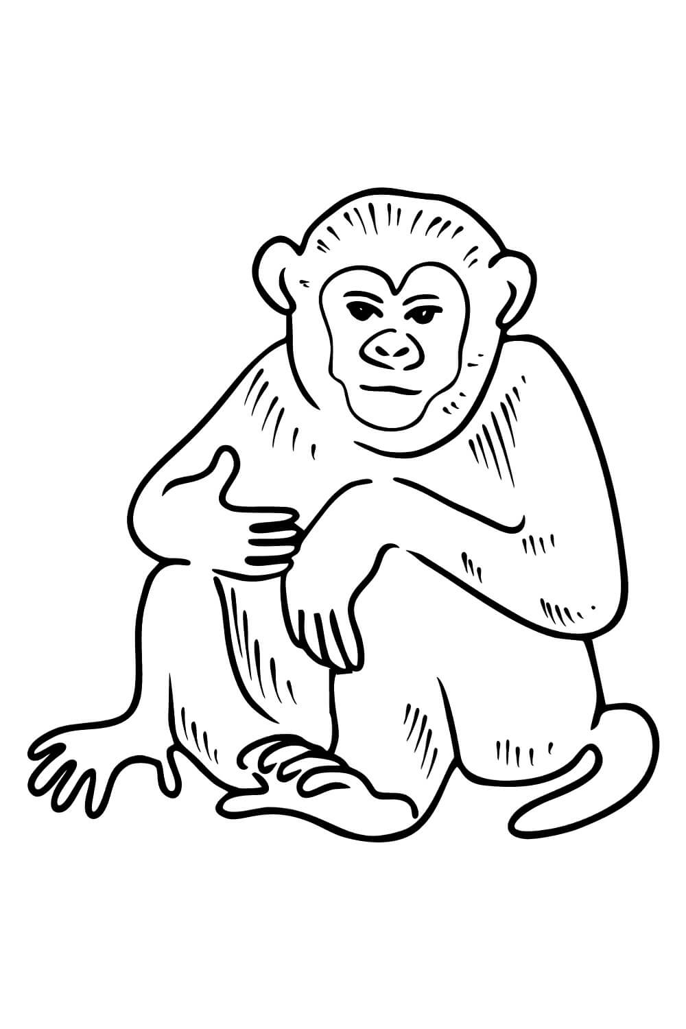 Macaco Impressionante para colorir