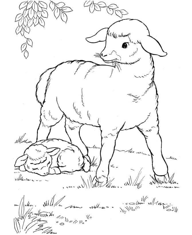 Ovelhas Comendo grama e Ovelhas Dormindo para colorir