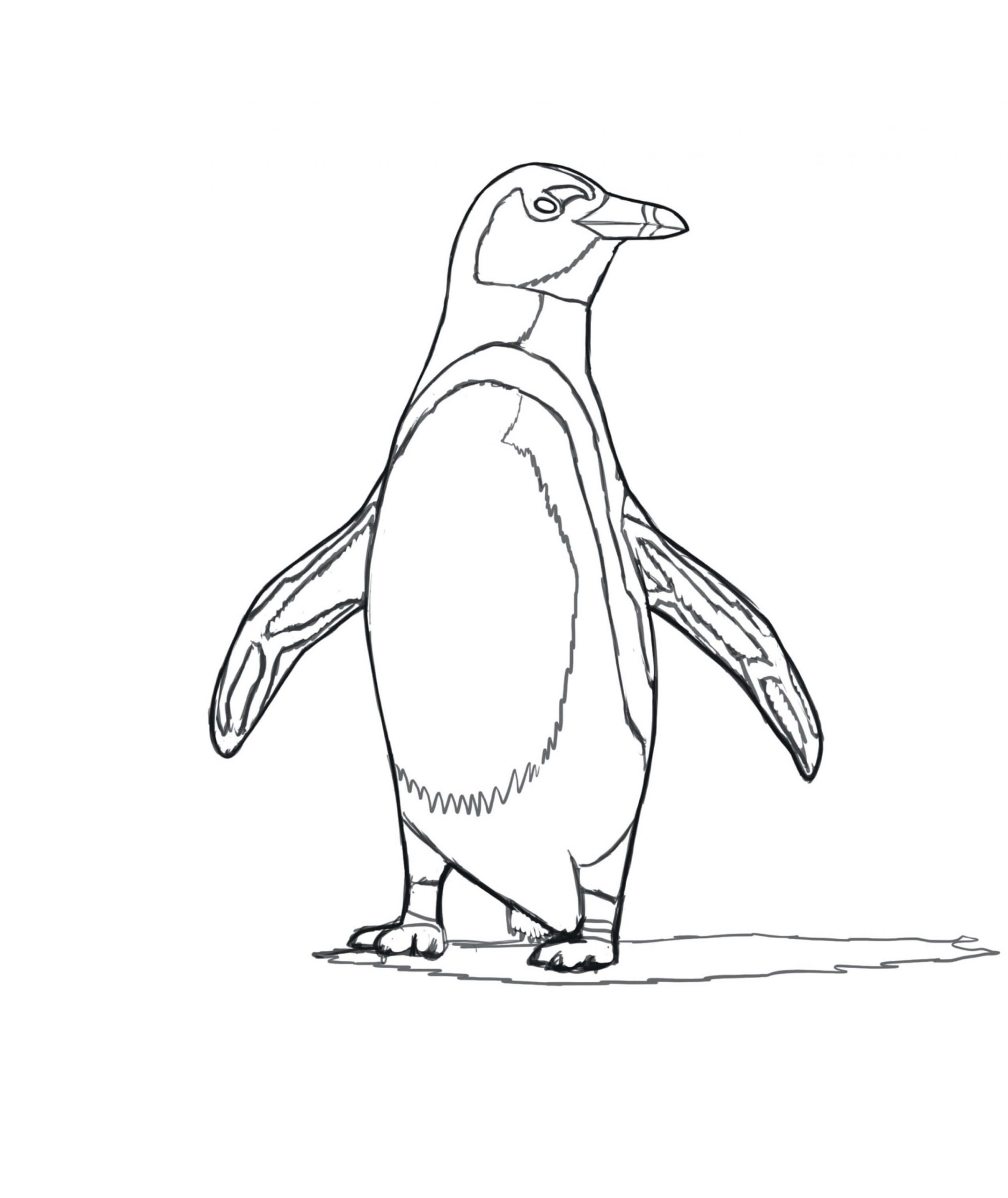 Desenhos de Pinguim Africano para colorir