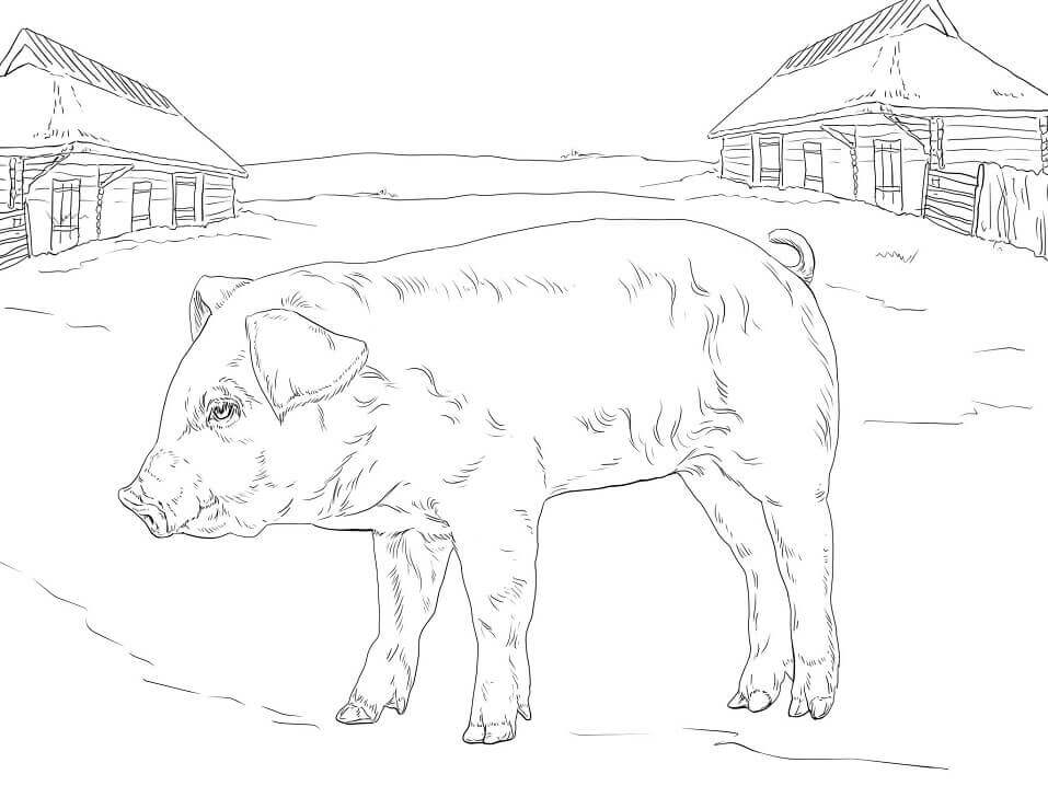 Desenhos de Porco de Fazenda para colorir