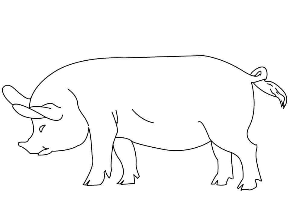Desenhos de Porco Simples para colorir