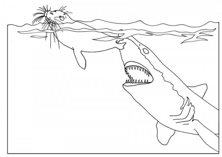 Desenhos de Tubarão e Foca para colorir